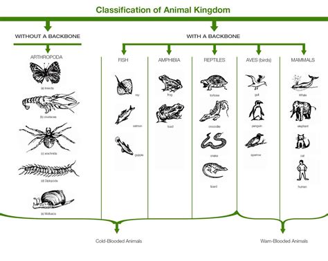 99 Animal Kingdom Science Classification Ordinaryrafly