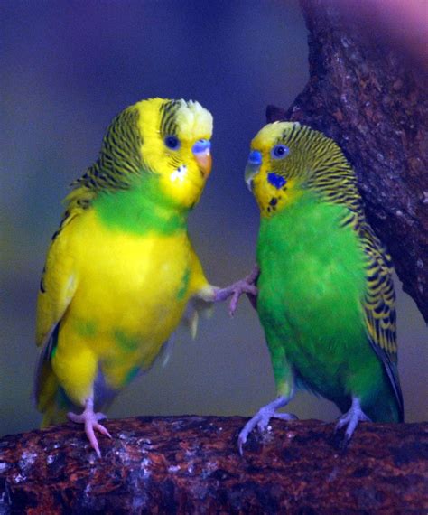Flickrp92u2ob Parakeet Parakeet Everlandkorea Kinds