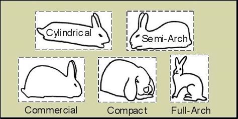 Bunny Shape Chart From A Website About Rabbit Breeds Rrabbits