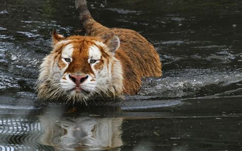A Rare Golden Tabby Tiger Only 30 Of Which Are Known To Exist Rpics