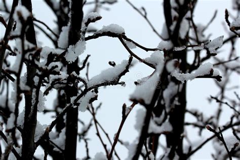 Melting Snow On Tree Branches Stock Image Image Of White Thaw 64935185