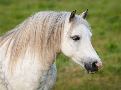 Welsh Cobwelsh Pony Im Cob Typ Welt Der Pferde