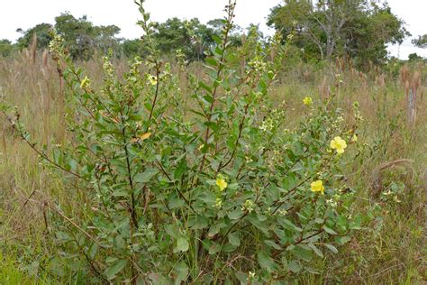 Carolina Primrose Willow Ludwigia Bonariensis Transpanta Flickr