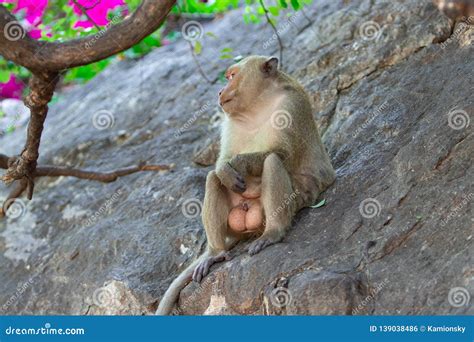 A Macaque Male With Big Balls Testicles Sits On A Rock Under A Tree