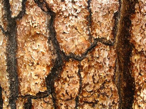 Pine Tree Bark Stock Photo Image Of Trees Ponderosa 48759548