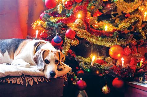 Adopting A Pet Over The Holidays Things To Keep In Mind When