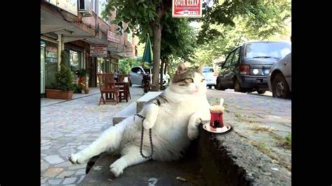 A series of concrete domes painted to look like a caterpillar. The Most Biggest Cat in the world - YouTube