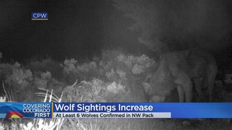Wolf Sightings Increase In Colorado Youtube