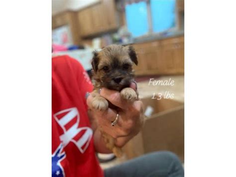 We are pure bred german rottweiler breeders with puppies for sale. 5 Morkie puppies ready for adoption in Savannah, Georgia - Puppies for Sale Near Me