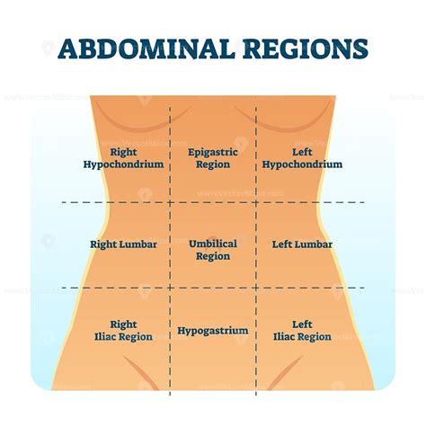 Body planes, directional terms, cavities, and quadrants. Abdominal quadrant regions scheme as stomach division ...