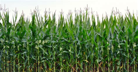 More Diseases And Lower Yields Forecasted For Corn And Soybeans CFAES