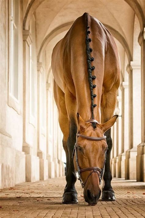 Pin By Rebecca Chargin On Horses Schönste Pferde Pferde