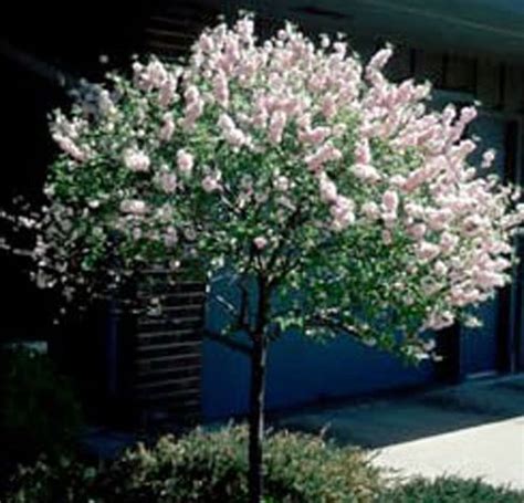 Best Shrubs For Calgary Chinook Landscaping Calgary