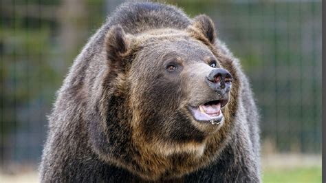 Fox News Grizzly Bear Mauls Montana Hunter In Custer Gallatin