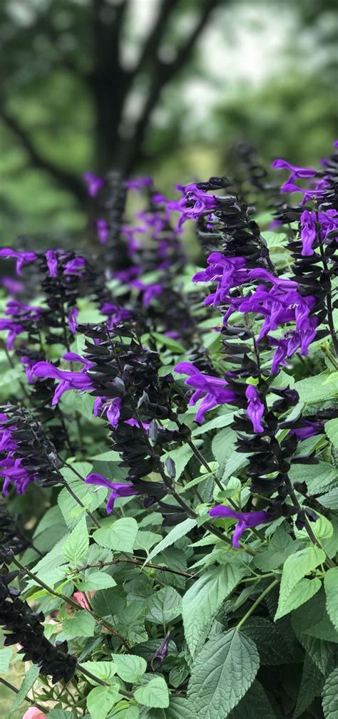Rockin Deep Purple Salvia Hybrid Urban Garden Purple Salvia