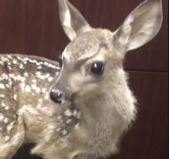 Animal Ark Veterinary Clinic - This is Noel, she was injured by a...