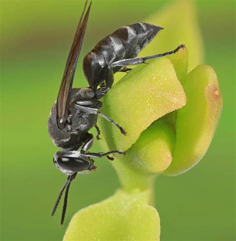 Little Black Wasp By Biglenswildlife