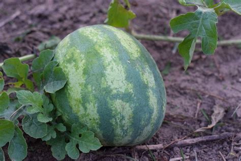 5 Tips For Knowing When To Harvest Watermelon Hilltop Farmhouse