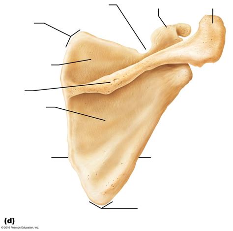 A P The Left Scapula Anterior Posterior And Lateral Views Diagram My