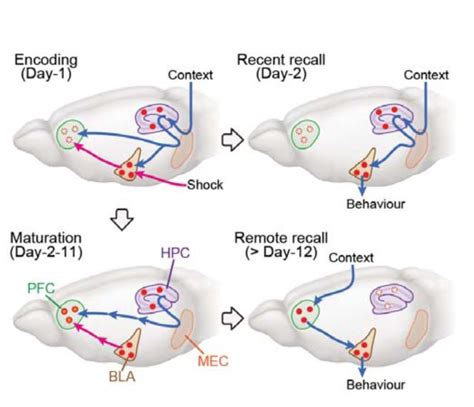 Mit Scientists Identify Brain Circuits Of Memory Formation Psychology