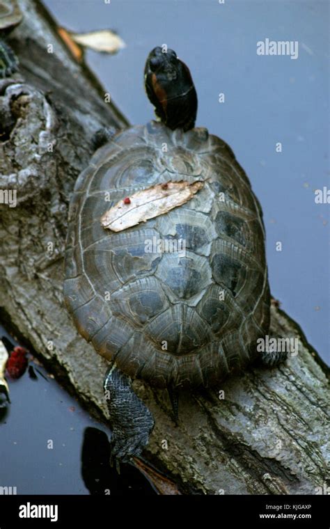 Pond Slider Red Eared Slider Turtles Basking In The Sun Stock Photo