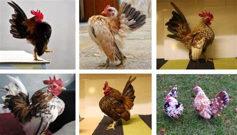Serama Chicken Breed Everything You Need To Know