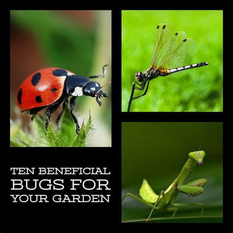 Ten Beneficial Bugs For Your Garden Dengarden