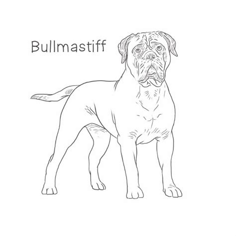 Bullmastiff Drawing Dog Breeds List Dog Breeds Dog Breeds List