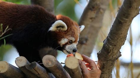 The largest private zoo in chile, experiencing a serious economic situation due to. "Ichiha" y "Popo", los pandas rojos que serán protegidos en un zoológico de Chile | El Sumario