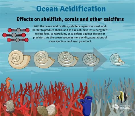 Consequences Of Ocean Acidification On Marine Animals