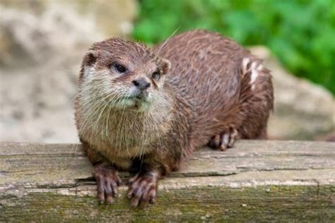 Small Clawed Otters Amazing Facts And Latest Pictures All Wildlife