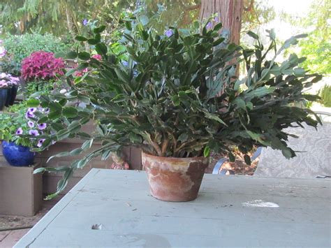 Christmas cactus berada di hutan tropis yang bervegetasi di brasil. Thanksgiving cacti - Ask an Expert