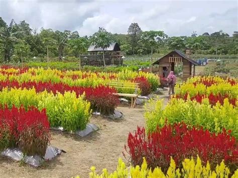 wisata taman bunga di indonesia instagramable banget