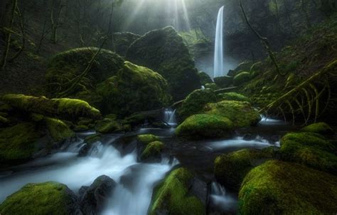 Wallpaper Leaves Stream Stones Waterfall Moss Oregon Columbia