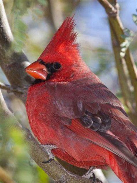 Pin By Roberta Edwards On Cardinals Winter Cardinal Pictures Pet