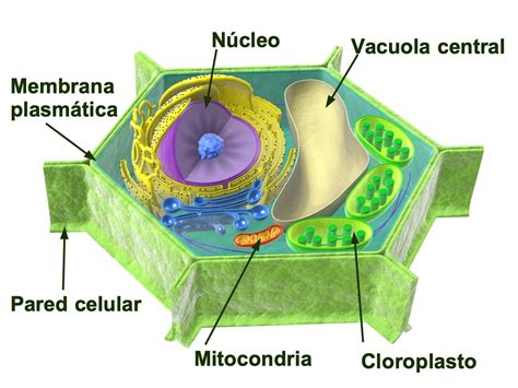 Total 46 Imagen Nombres De Las Partes De La Celula Vegetal