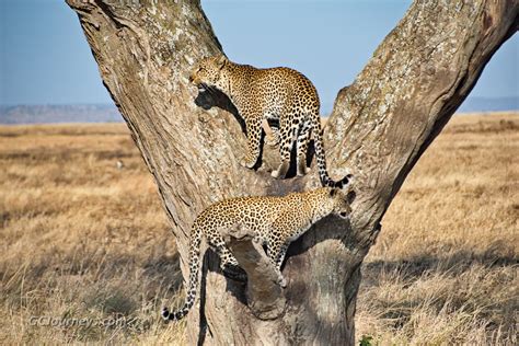 Wildlife Of Serengeti National Park Gc Journeys