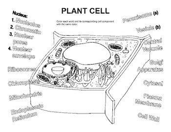 Plant Cell Coloring Diagram Sketch Coloring Page