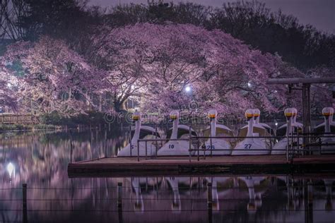 Cherry Blossoms And The Duck Boat Of Inokashira Park Stock Image