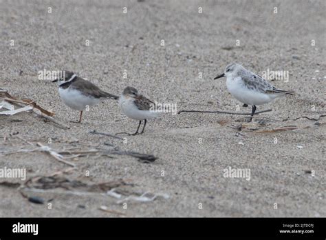3 different species of shorebird - semipalmated plover (Charadrius