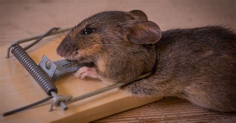 Wer sie als untermieter in keller oder garten duldet, geht nicht nur ein gesundheitliches risiko ein, sondern muss sich auch auf fraßschäden an kabeln und elektrischen anlagen einstellen. So wird man Mäuse im Haus los, ohne sie zu töten
