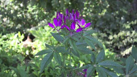 Spider Flower Cleome Hassleriana Spinnenblume Youtube