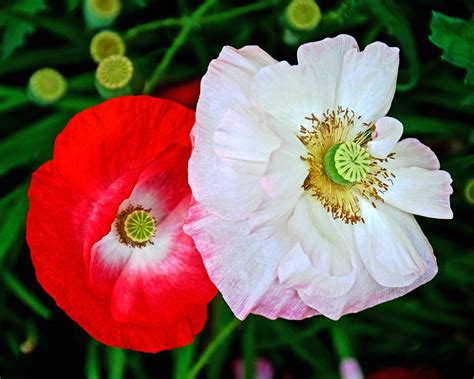 Red And White Icelandic Poppies At Pilgrim Place In Claremont