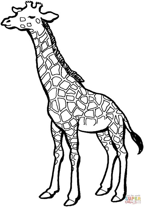 Disegno Di Giraffa Da Colorare Disegni Da Colorare E Stampare Gratis
