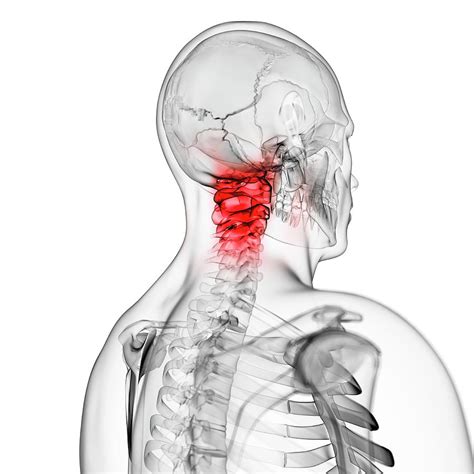 Check spelling or type a new query. Human Neck Bones Photograph by Sebastian Kaulitzki