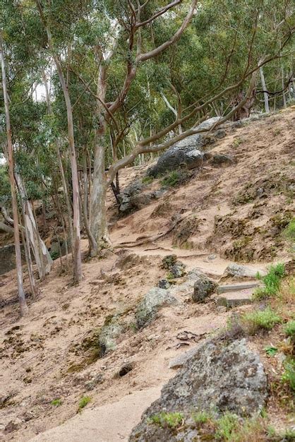 Premium Photo Mountain Hiking Trail In A Forest On Table Mountain On