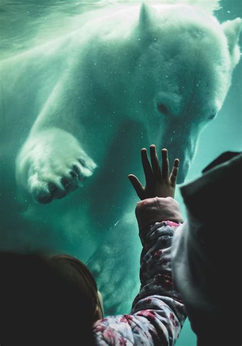 Itap Of This Polar Bear Greeting A Little Girl Movie
