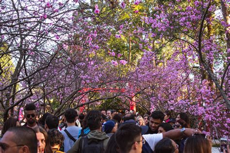 Cherry Blossom Festival Sydney Just Go Travelling