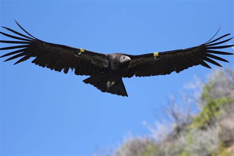 California Condor Gymnogyps Californianus Monterey Count Flickr