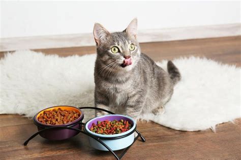 As a result, you should feed them frequent meals (approximately four per day) and they should eat as much as they can until they reach six months of. How Much Wet Food Should I Feed My Cat?
